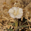 Sacred Datura