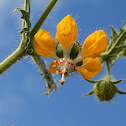 Ortiga Macho (Male Nettle)