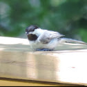 Juvenile Chickadee