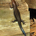 Southeastern Five-lined Skink