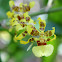Oncidium