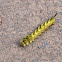 Unknown spotting