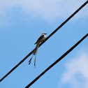 Scissor-tailed Flycatcher
