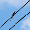 Scissor-tailed Flycatcher