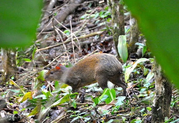 Spotting Image 1
