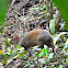 Agouti
