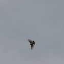 Eastern Kingbird