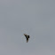 Eastern Kingbird