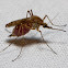 mosquitoes