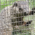 Groundhog