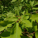 Euonymus