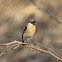 Siberian Stonechat or Asian Stonechat