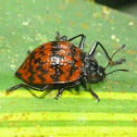 Pleasing fungus beetle