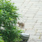 Eastern Chipmunk
