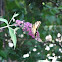 Eastern tiger swallowtail (Male)