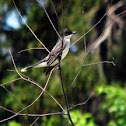Eastern Kingbird