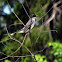 Eastern Kingbird