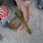 grass keelback