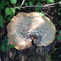 Dryad's Saddle