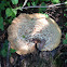 Dryad's Saddle