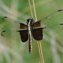 Widow Skimmer, female