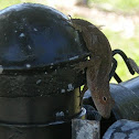 lagartija - brown anole