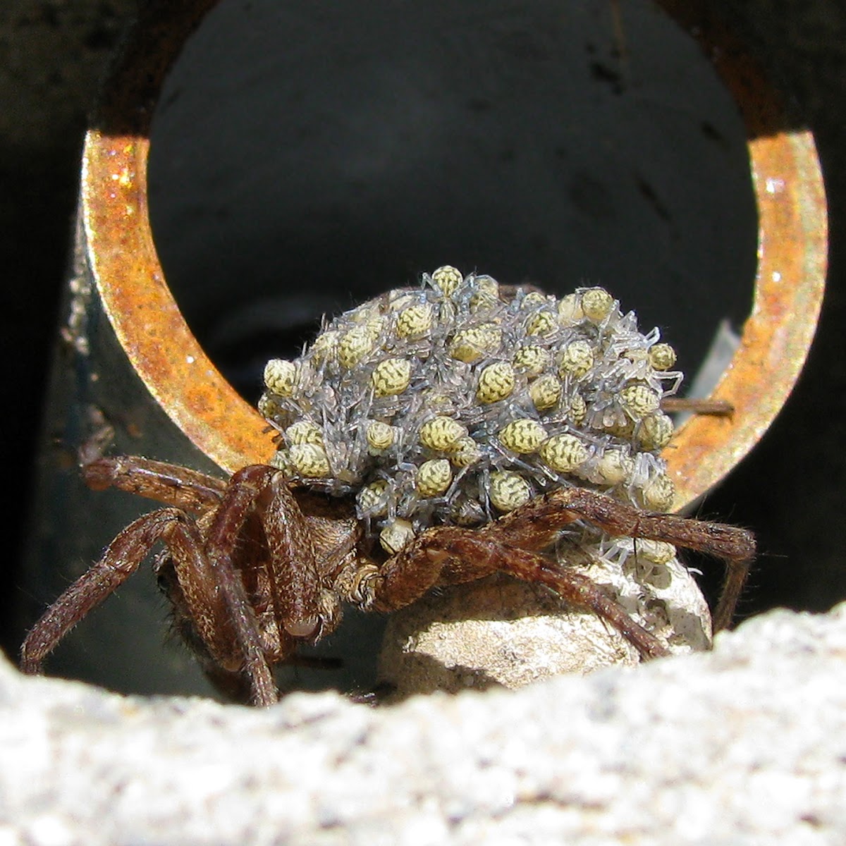 Wolf spider with young