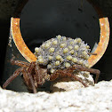 Wolf spider with young