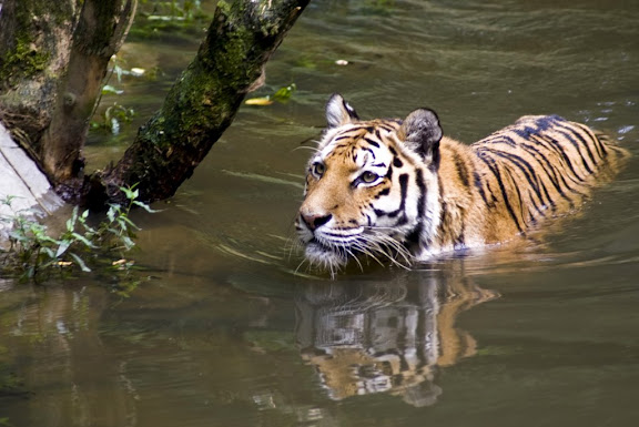 Tiger, Ljubljana ZOO