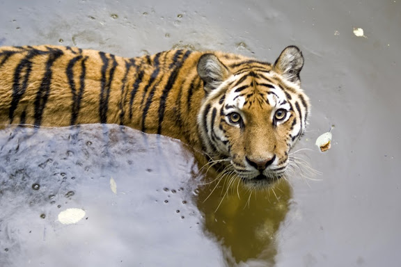 Tiger, Ljubljana ZOO