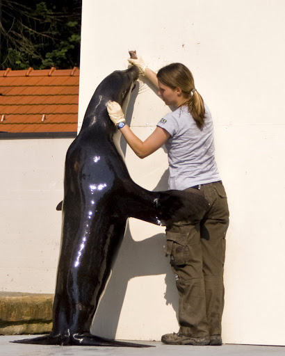 Sea Lion, Ljubljana ZOO