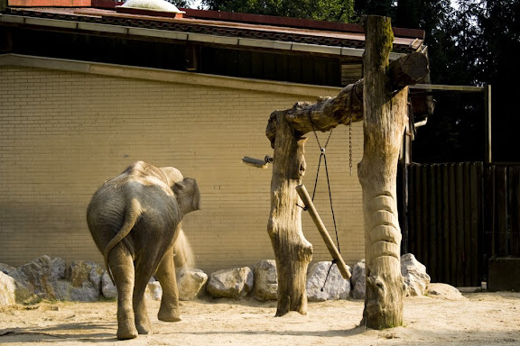 Elephant, Ljubljana ZOO