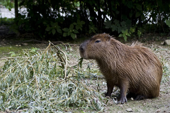 Capybara, Ljubljana ZOO