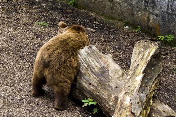 Bear scratching, Ljubljana ZOO