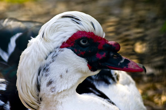 Goose, Ljubljana ZOO