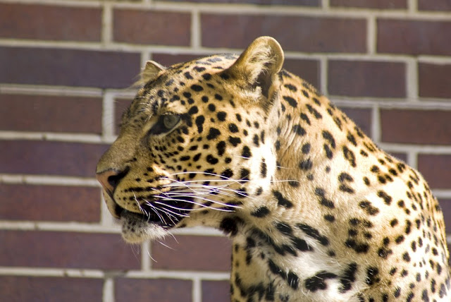 Leopard