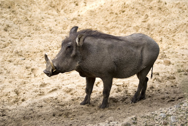 Prašič