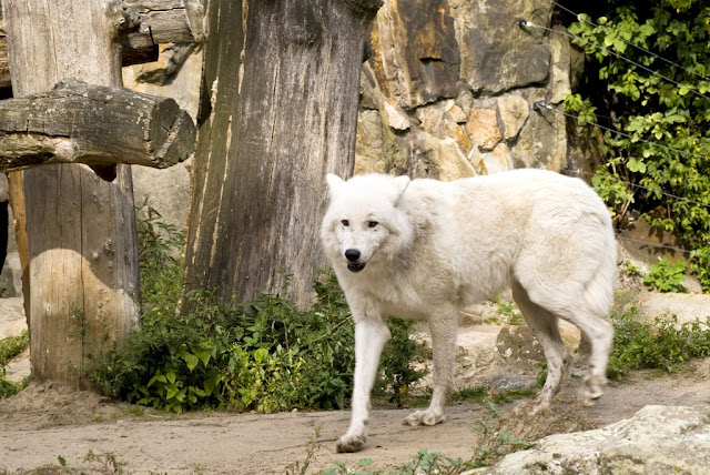 Beli volk