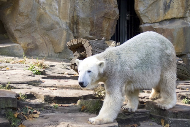 Knut