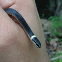 Ringneck Snake