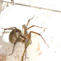 Funnel Spider