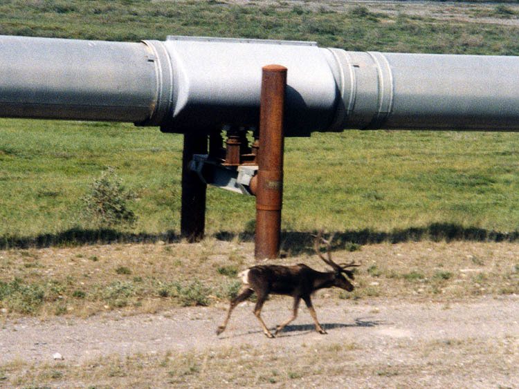 [Alaska_Pipeline_and_caribou.jpg]
