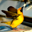 Weaver Bird, Speke's Weaver