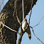 Common Flicker