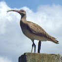 Whimbrel