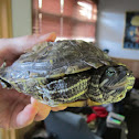 Red Eared Slider