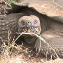 Galapagos Giant Tortoise
