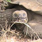 Galapagos Giant Tortoise