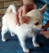 Filhotes De Cachorro De Chihuahua Para A Venda