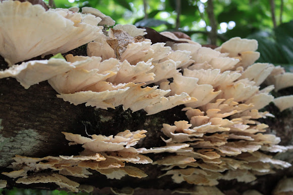 Spotting Image 1